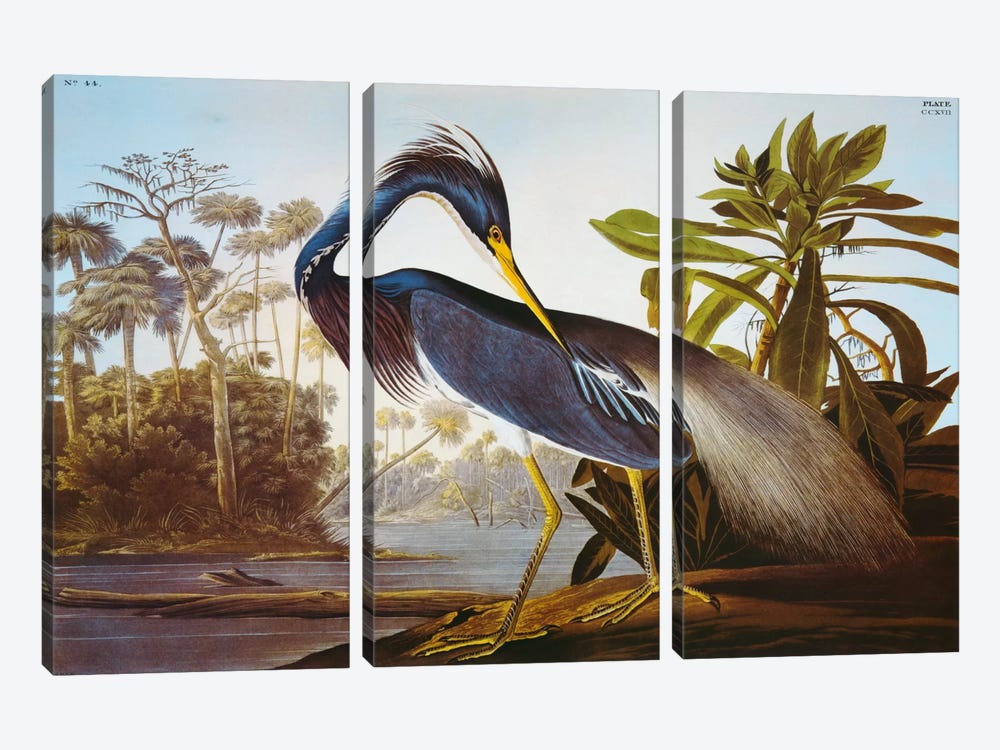 Louisiana Heron From "Birds of America" 3-piece Canvas Print