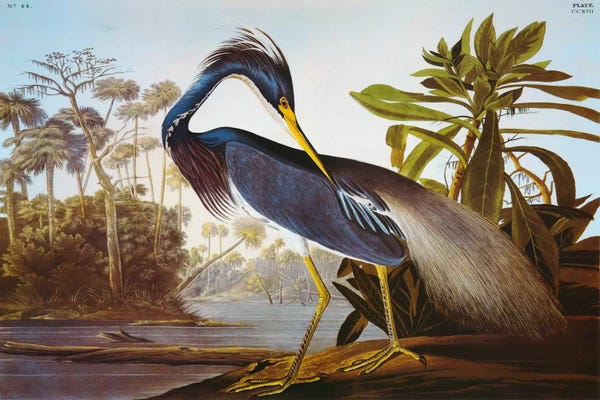 Brown: Louisiana Heron From "Birds of America" by John James Audubon