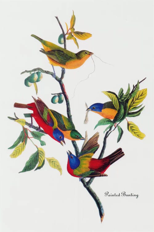 Painted Bunting by John James Audubon wall art