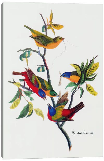 Painted Bunting Canvas Art Print - Bird Art
