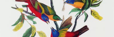 Painted Bunting Panoramic by John James Audubon framed canvas print