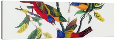 Painted Bunting Canvas Art Print - Masters-at-Large