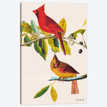 Cardinal Canvas Print #1471} by John James Audubon Canvas Print