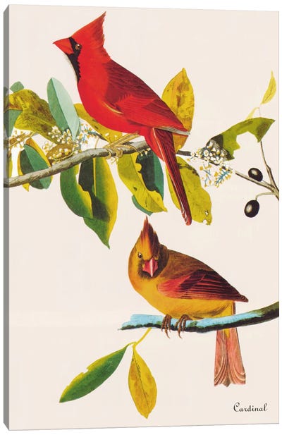 Cardinal Canvas Art Print - John James Audubon
