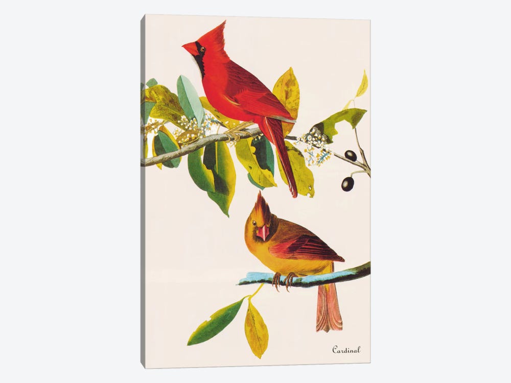 Cardinal by John James Audubon 1-piece Canvas Art Print