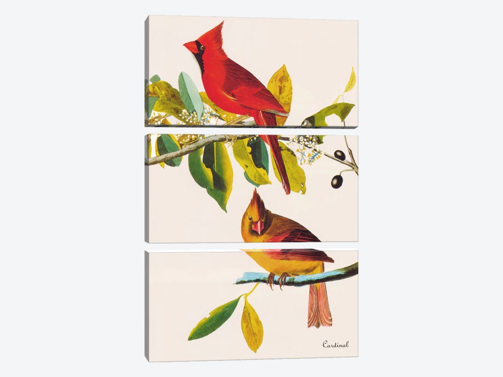 Cardinal by John James Audubon 3-piece Art Print