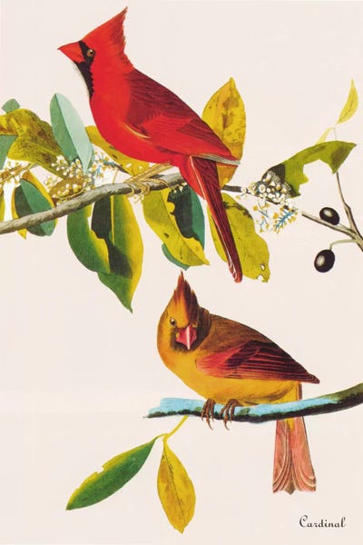 Science: Cardinal by John James Audubon