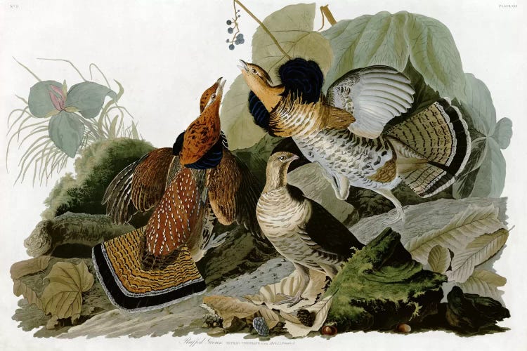 Ruffed Grouse by John James Audubon wall art