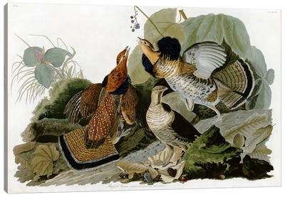 Ruffed Grouse Canvas Art Print - John James Audubon