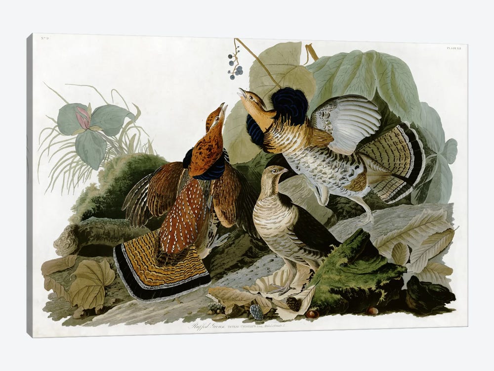 Ruffed Grouse by John James Audubon 1-piece Art Print
