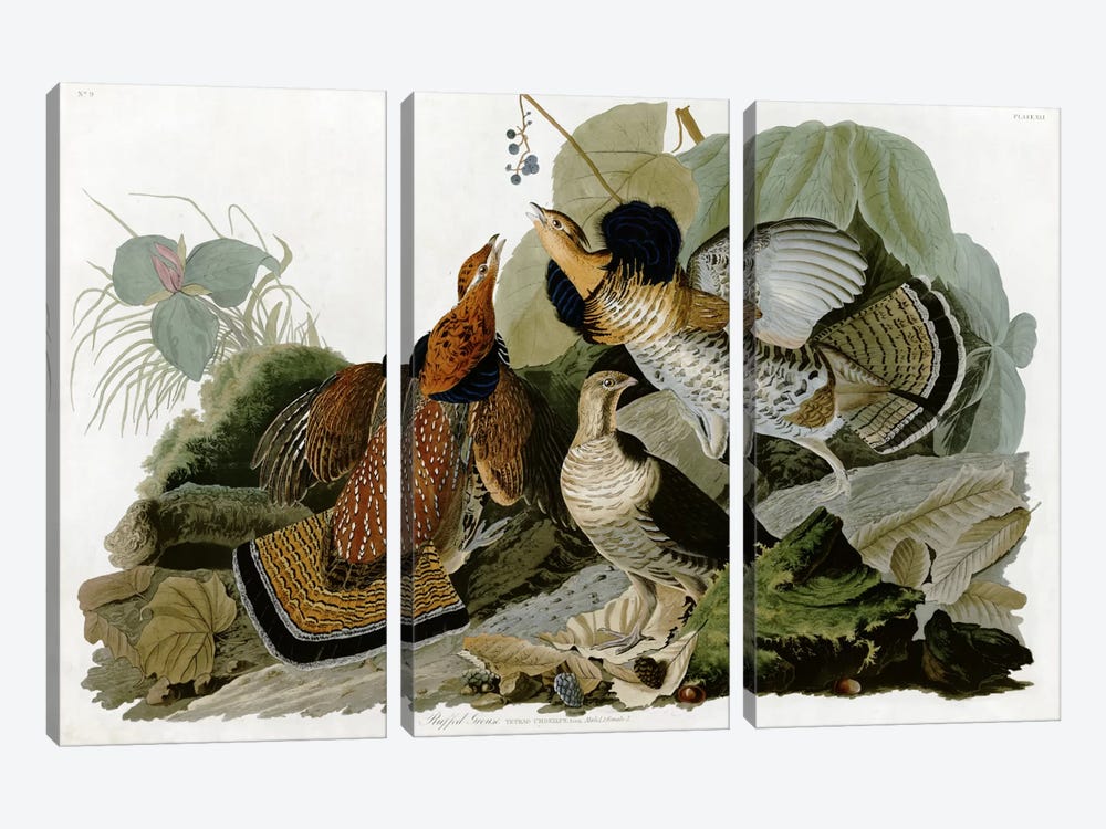 Ruffed Grouse by John James Audubon 3-piece Art Print