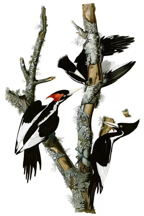 Ivory-billed Woodpecker, 1829