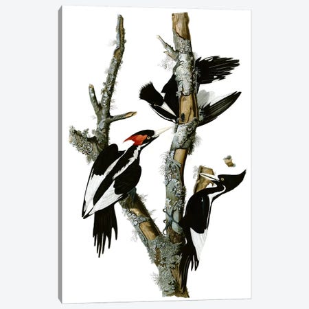 Ivory-billed Woodpecker, 1829 Canvas Print #1479} by John James Audubon Art Print