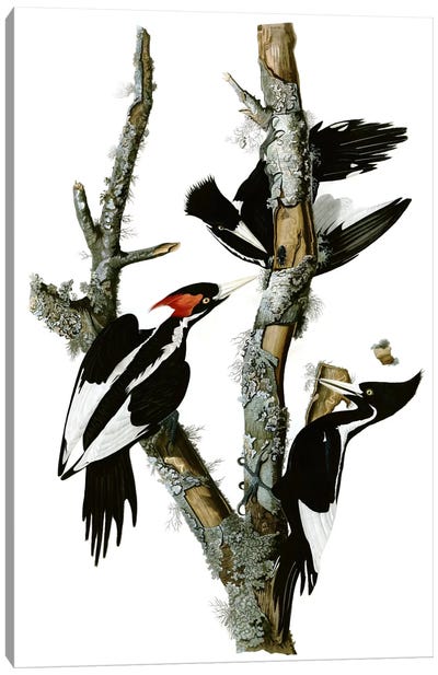 Ivory-billed Woodpecker, 1829 Canvas Art Print - Tree Close-Up Art