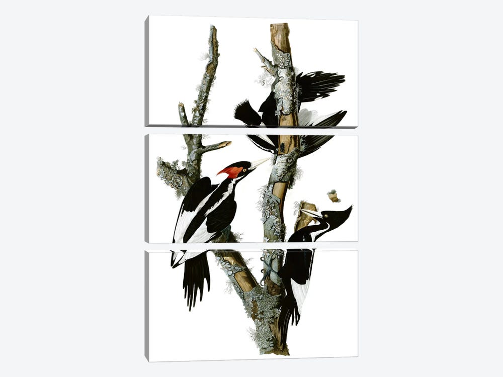 Ivory-billed Woodpecker, 1829 3-piece Canvas Print