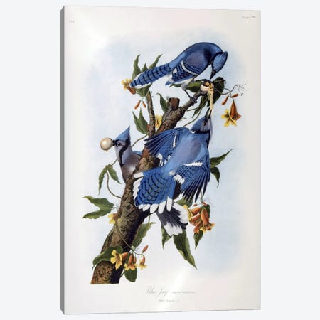 Blue Jay Canvas Print #1480} by John James Audubon Canvas Artwork