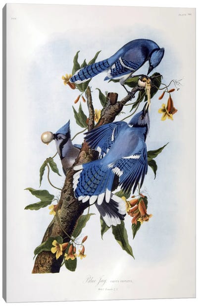 Blue Jay Canvas Art Print - Tree Close-Up Art