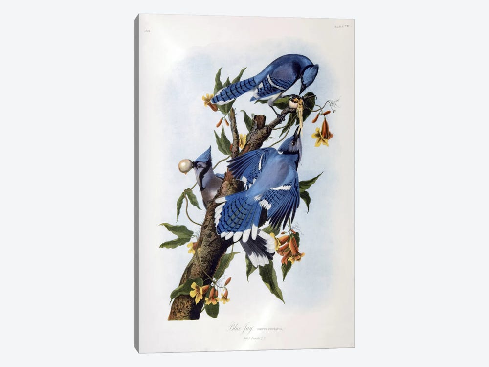 Blue Jay by John James Audubon 1-piece Canvas Art Print