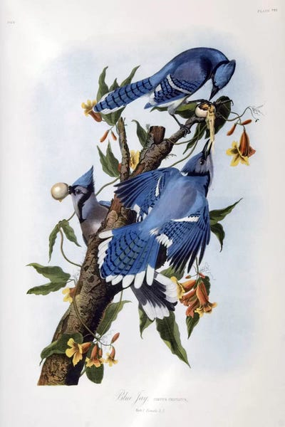 Tree Close-Ups: Blue Jay by John James Audubon