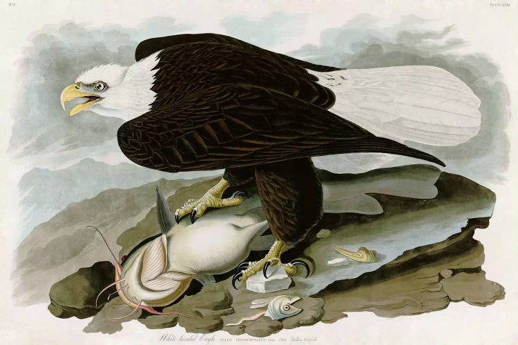 White-headed Eagle by John James Audubon wall art