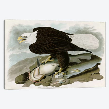 White-headed Eagle Canvas Print #1509} by John James Audubon Art Print