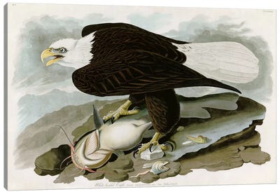 White-headed Eagle Canvas Art Print - John James Audubon
