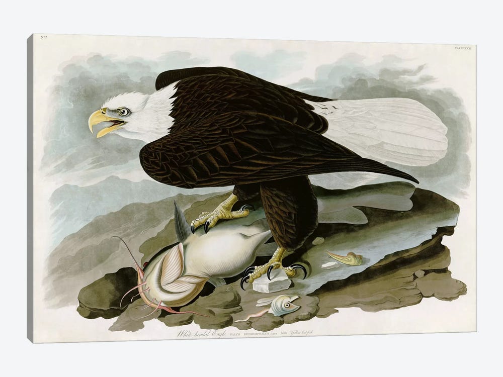 White-headed Eagle by John James Audubon 1-piece Art Print