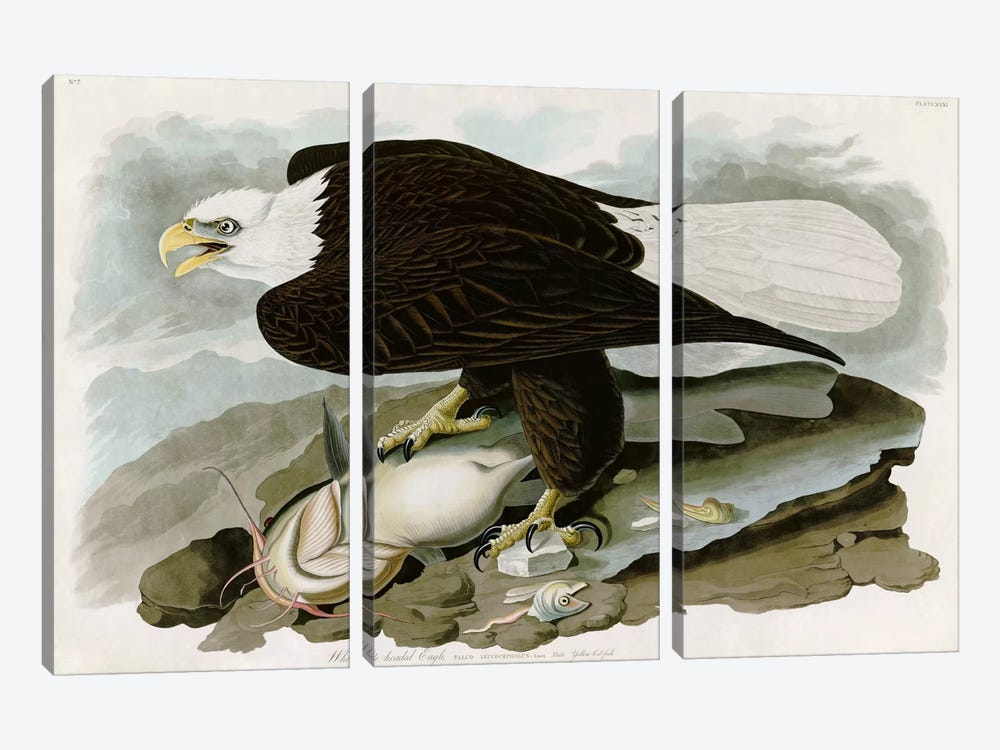 White-headed Eagle by John James Audubon 3-piece Art Print
