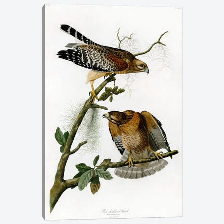 Red-shoulderd Hawk Canvas Print #1510} by John James Audubon Canvas Wall Art