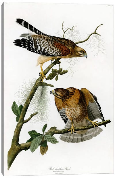 Red-shoulderd Hawk Canvas Art Print - John James Audubon