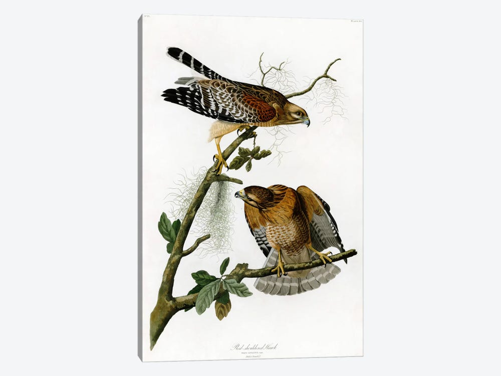 Red-shoulderd Hawk by John James Audubon 1-piece Canvas Art Print