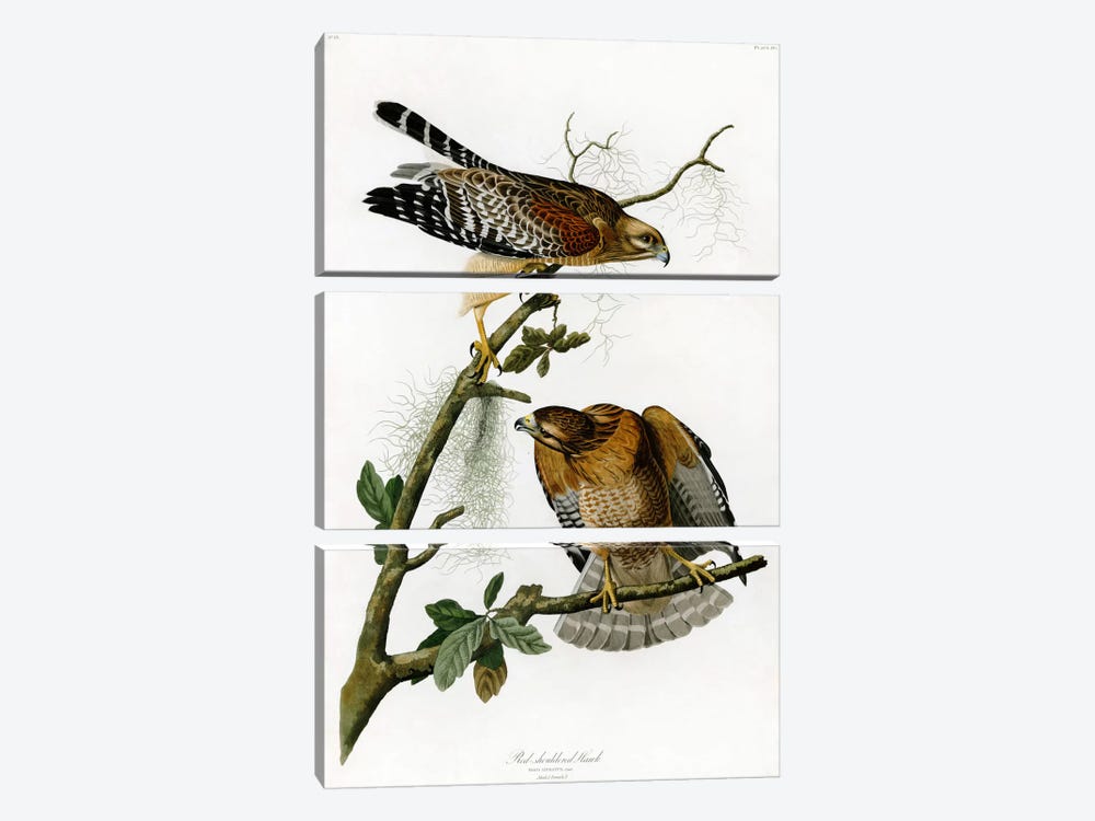 Red-shoulderd Hawk by John James Audubon 3-piece Art Print