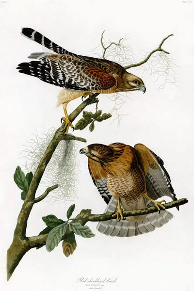 Vintage Animal Illustrations: Red-shoulderd Hawk by John James Audubon