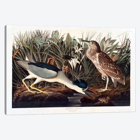 Black-crowned Night Heron Or Qua Bird Canvas Print #1515} by John James Audubon Canvas Art Print