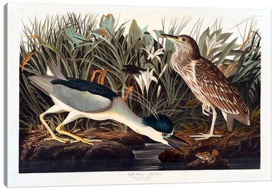 Black-crowned Night Heron Or Qua Bird Canvas Art Print - John James Audubon