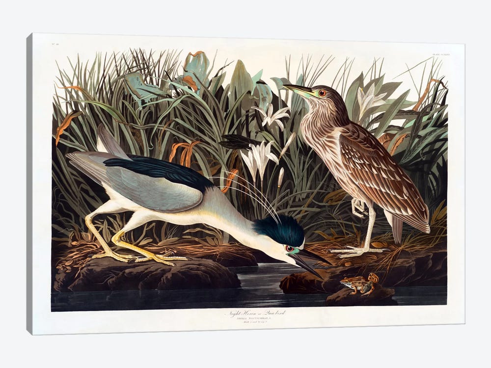 Black-crowned Night Heron Or Qua Bird by John James Audubon 1-piece Canvas Wall Art