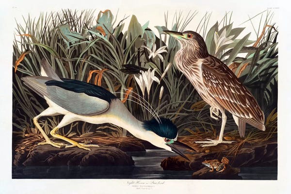 Science: Black-crowned Night Heron Or Qua Bird by John James Audubon
