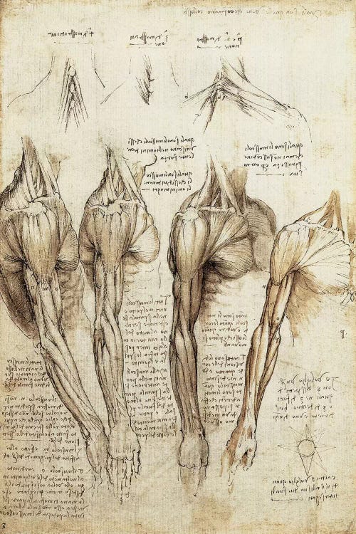Study of Arms and Shoulders