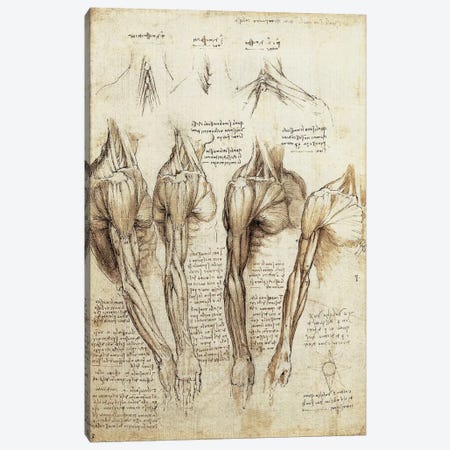 Study of Arms and Shoulders Canvas Print #15386} by Leonardo da Vinci Canvas Artwork