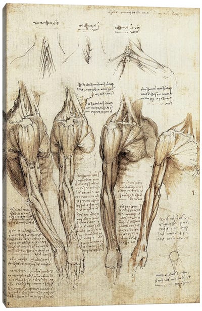 Study of Arms and Shoulders Canvas Art Print - Leonardo da Vinci