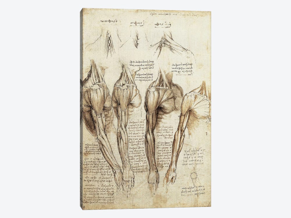 Study of Arms and Shoulders by Leonardo da Vinci 1-piece Canvas Art