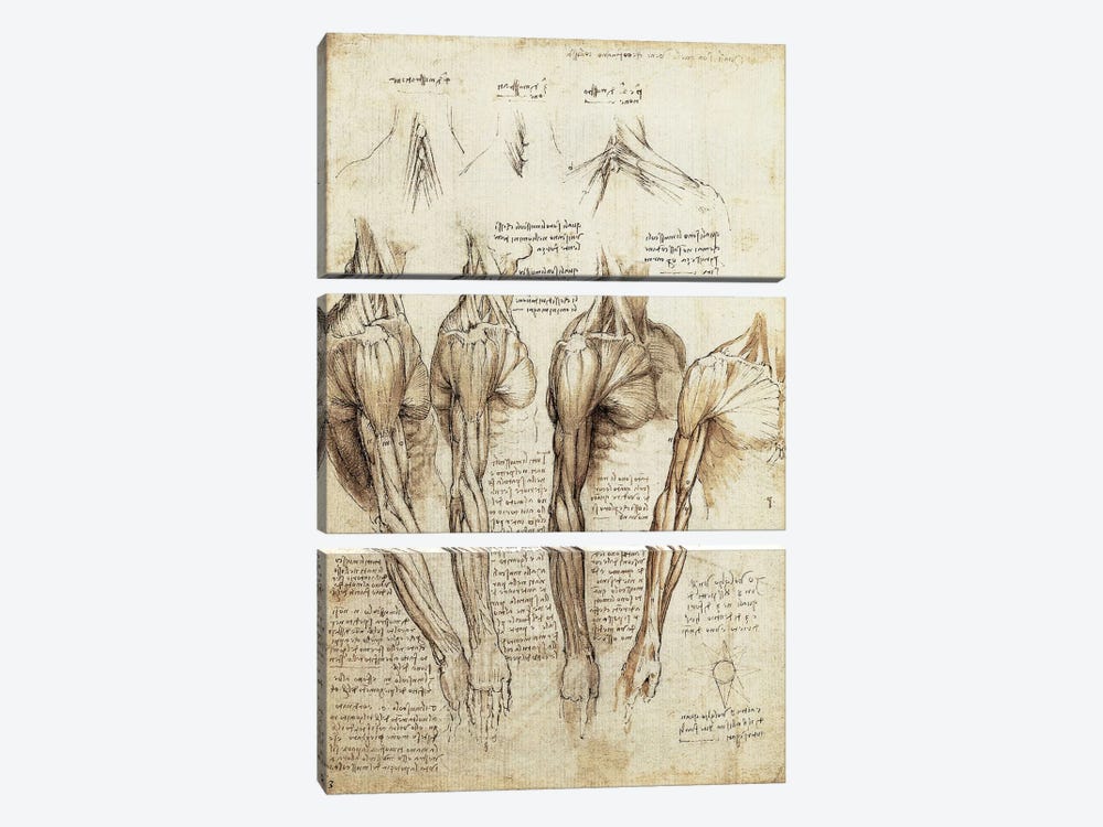 Study of Arms and Shoulders by Leonardo da Vinci 3-piece Canvas Artwork