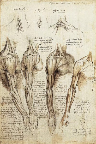Science: Study of Arms and Shoulders by Leonardo da Vinci