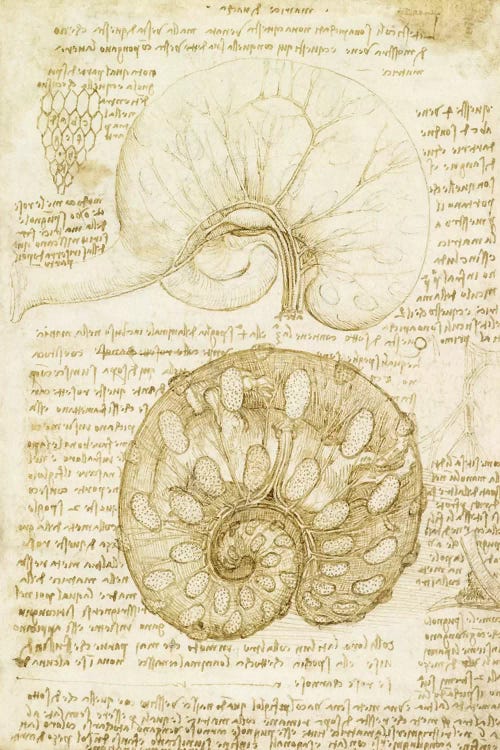 Drawing of the Uterus of a Pregnant Cow, 1508