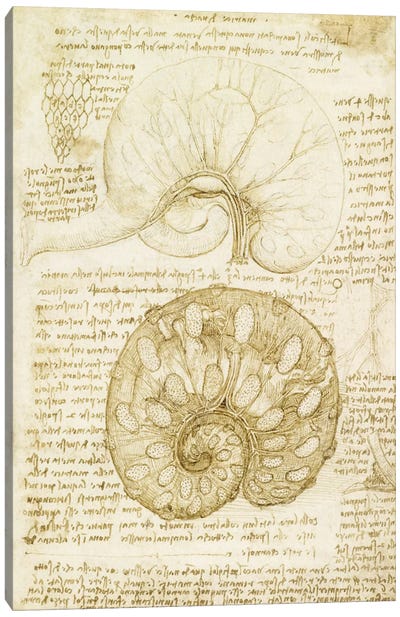 Drawing of the Uterus of a Pregnant Cow, 1508 Canvas Art Print