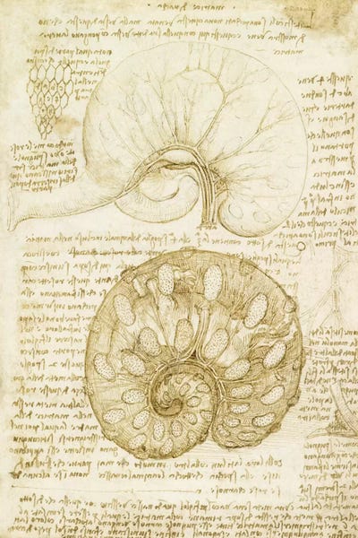 Drawing of the Uterus of a Pregnant Cow, 1508