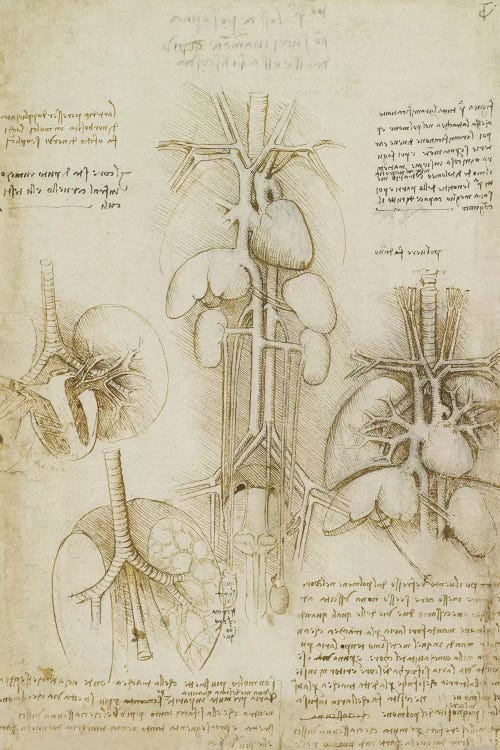 Drawing of the Heart and Lungs