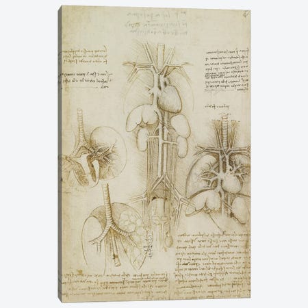 Drawing of the Heart and Lungs Canvas Print #15401} by Leonardo da Vinci Canvas Artwork