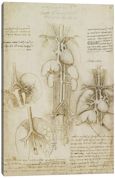 Drawing of the Heart and Lungs Canvas Art Print - Leonardo da Vinci