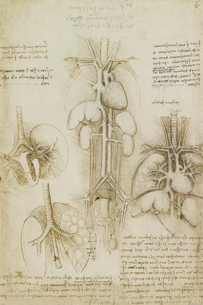 Drawing of the Heart and Lungs